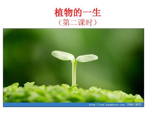 植物的一生(第二课时)