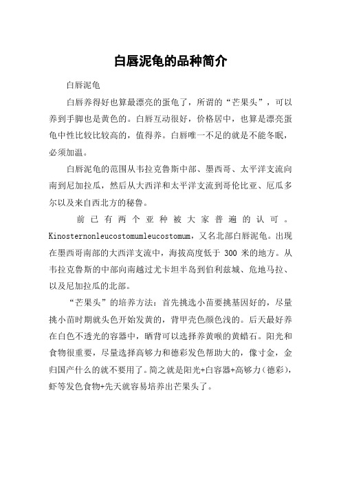 白唇泥龟的品种简介