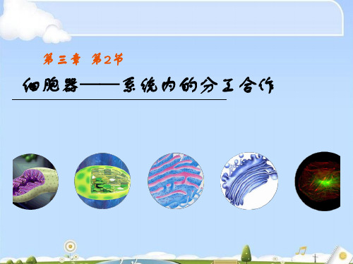 人教高中生物必修1课件：3.2-细胞器——系统内的分工合作(共48张PPT)