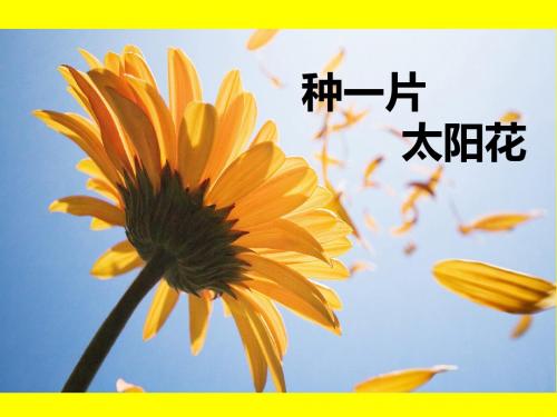 鄂教版六年级语文上册《20种一片太阳花》第一、二课时观摩课示范课公开课优质课赛教课最新精品优秀课件PPT