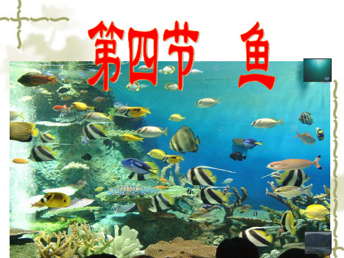 人教版八年级生物上册课件：5.1.4鱼(共23张PPT)