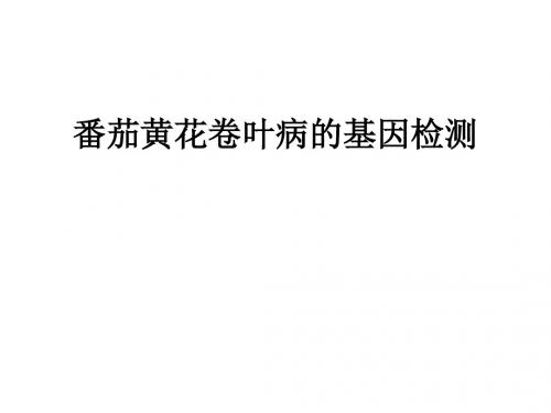 番茄黄花卷叶病的基因检测