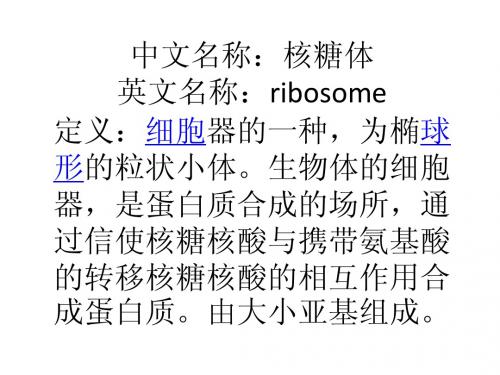 医学生物学核糖体