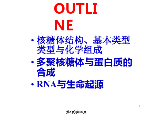 核糖体和核酶