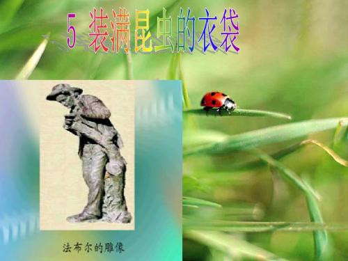 苏教版小学语文五年级上册《装满昆虫的口袋》 课件