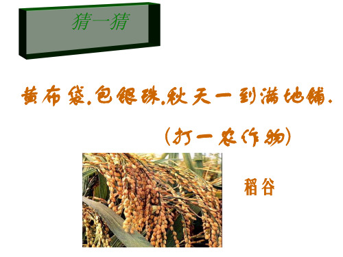 人教版七年级历史与社会上册3.1稻作文化的印记(共16张PPT)