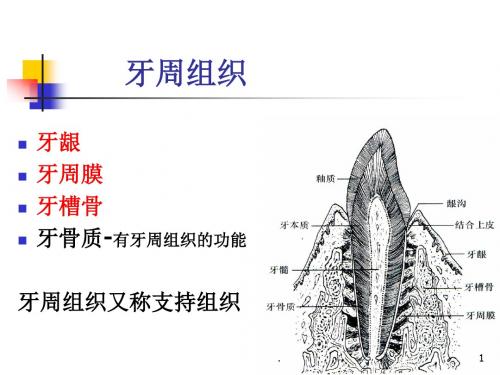 (推荐课件)牙周组织