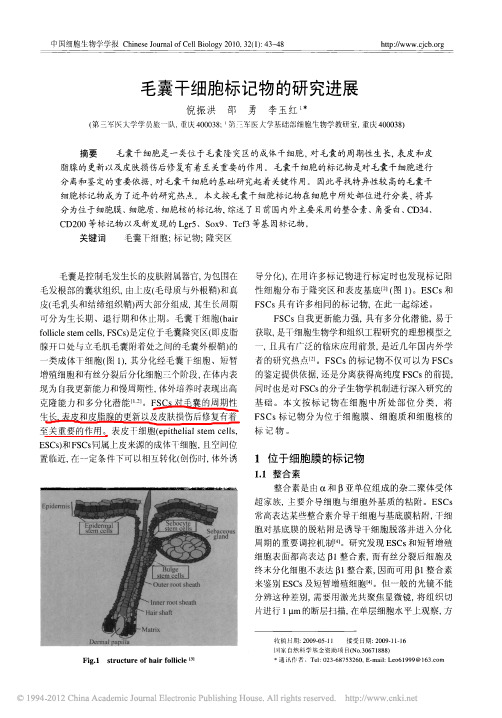 毛囊干细胞标记物的研究进展