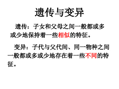 遗传与变异