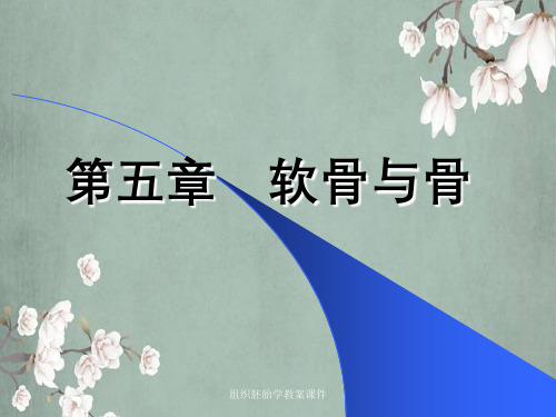 组织胚胎学教案课件