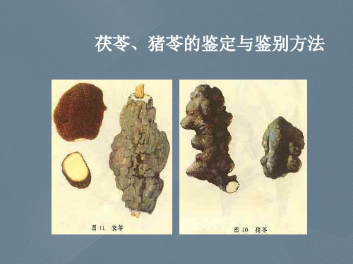 茯苓、猪苓的鉴定与鉴别方法