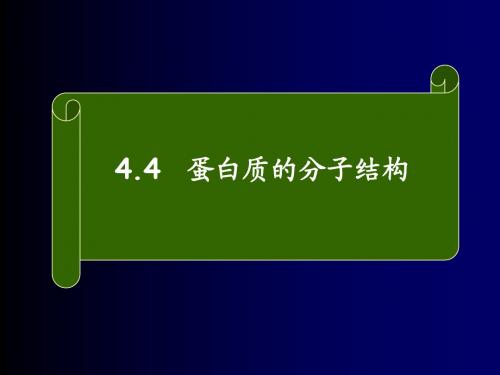 蛋白质的分子结构