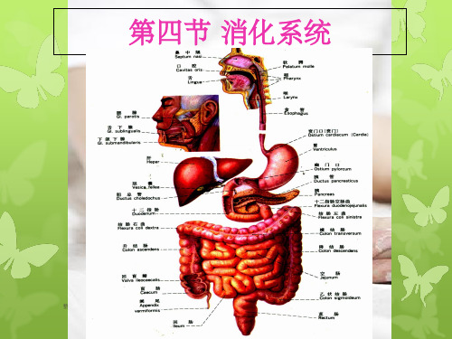 学前儿童卫生与保健第二单元第三节--消化系统培训资料