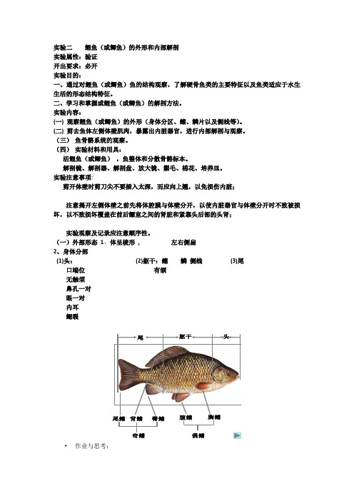 实验二    鲤鱼的外形和内部解剖
