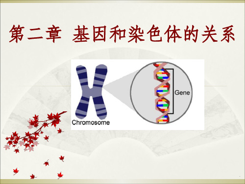 减数分裂课件ppt课件