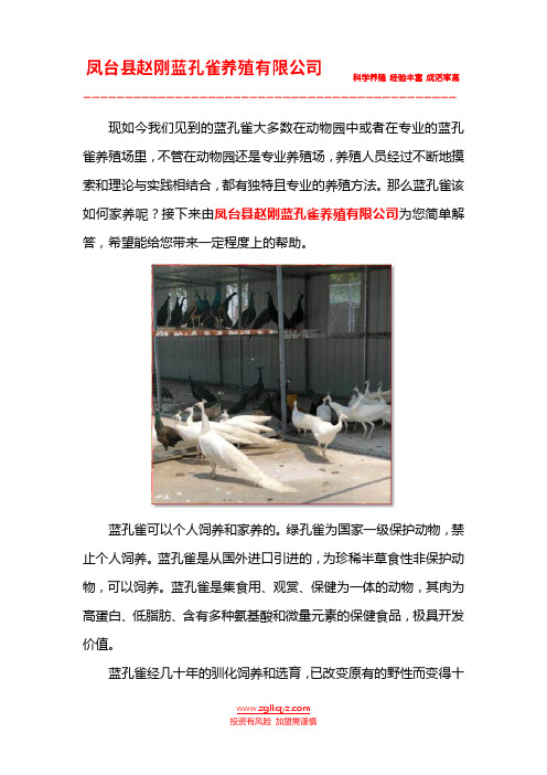 家养蓝孔雀