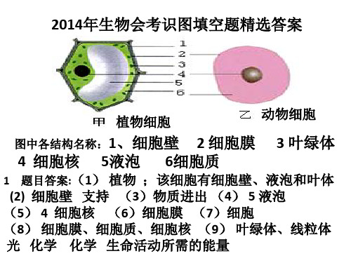 2014年生物会考识图填空题精选答案