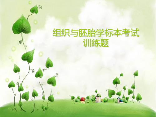 组胚实验标本考试(3)