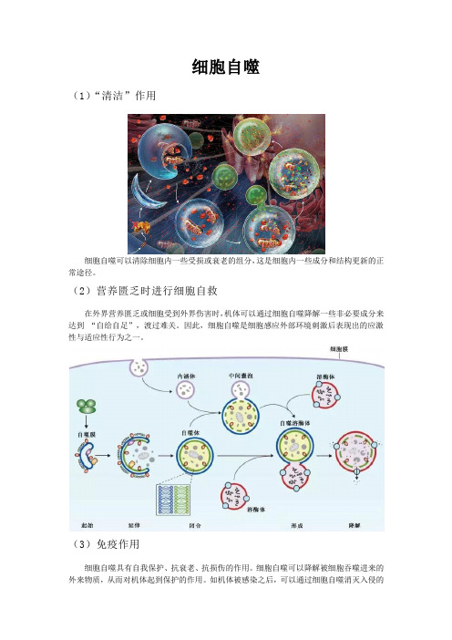 细胞自噬