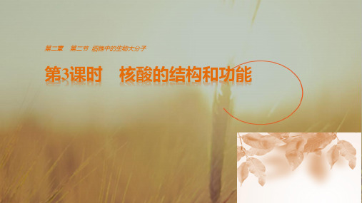 2018高中生物必修2课件 第2章 细胞的化学组成2.2.3核酸的结构和功能