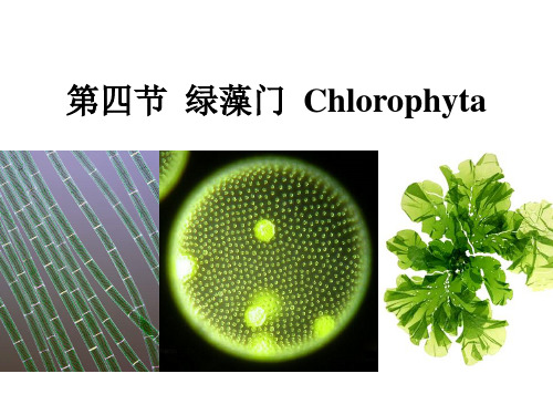 植物学：5.3+绿藻门