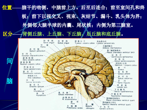 间脑解剖学