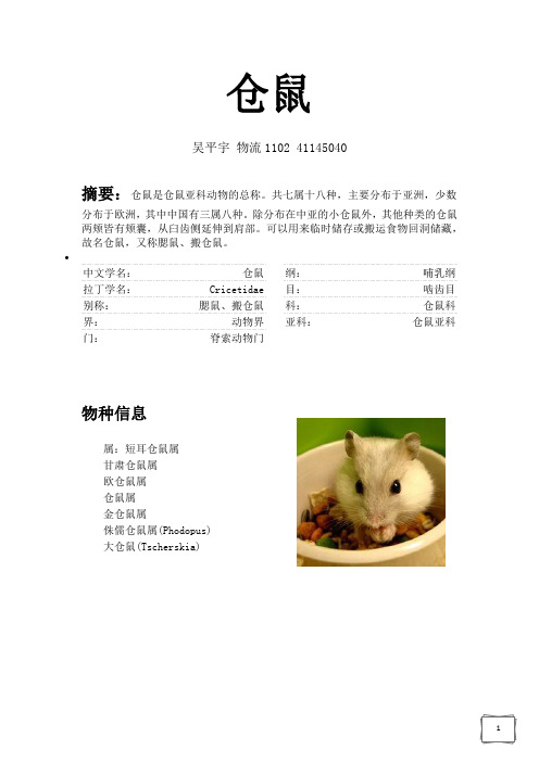 仓鼠