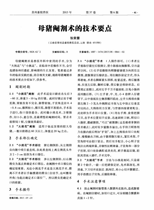 母猪阉割术的技术要 点