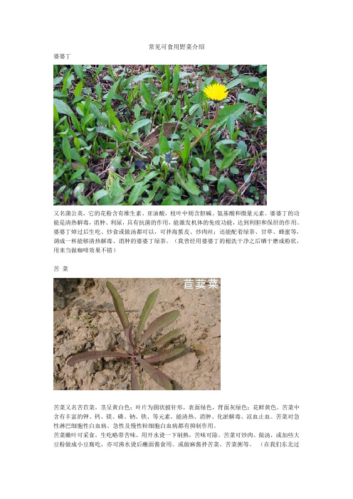 常见可食用野菜介绍