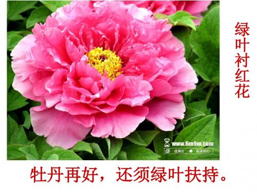 诗歌鉴赏之衬托手法