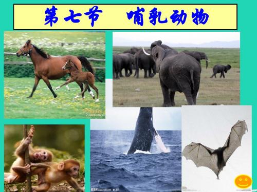 人教版第七节_哺乳动物课件(13张ppt)