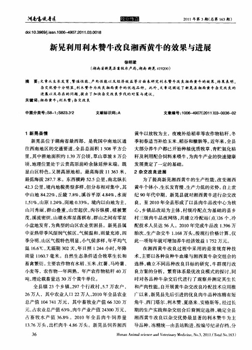 新晃利用利木赞牛改良湘西黄牛的效果与进展