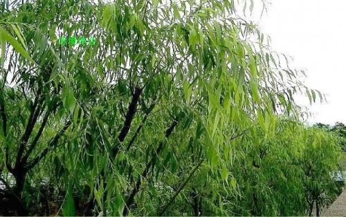 《咏柳》PPT课件