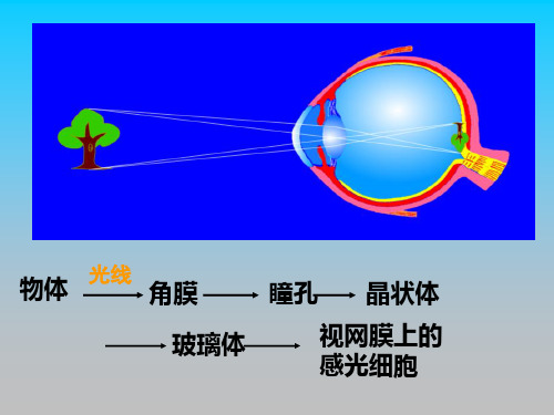 人体生命活动的调节内容课件PPT讲义