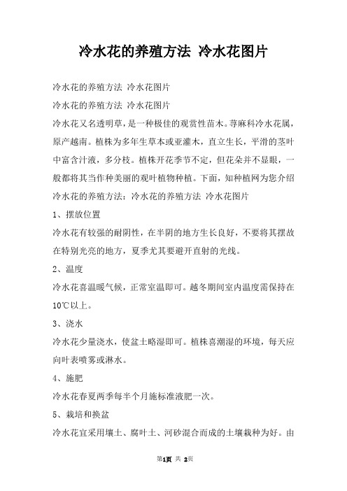 冷水花的养殖方法 冷水花图片