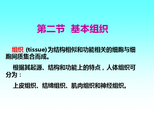 完整版人体解剖生理学基本组织