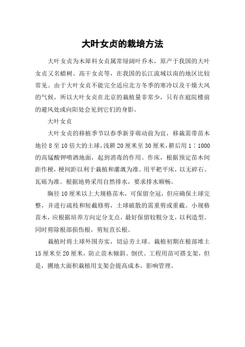 大叶女贞的栽培方法