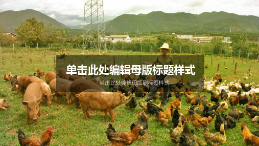 畜牧业养殖总结报告PPT模板