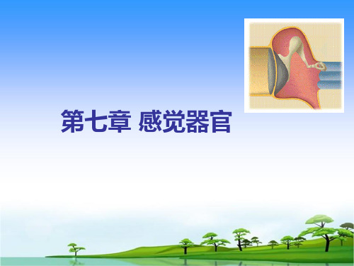 2015年感觉器官课件