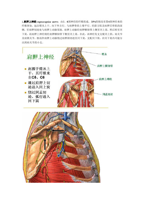 肩胛上、下、背神经,胸内侧神经,胸长神经