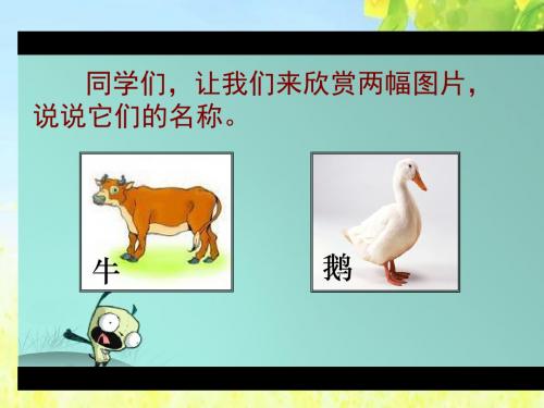 北师大版五年级语文下册牛和鹅课件21PPT、优质教学课件