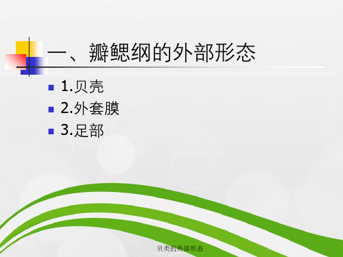 贝类外部形态