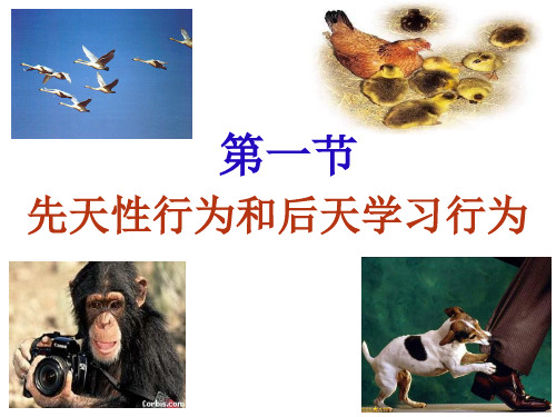 动物的先天性行为和学习行为