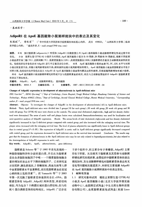 AdipoR1在ApoE基因敲除小鼠粥样斑块中的表达及其变化