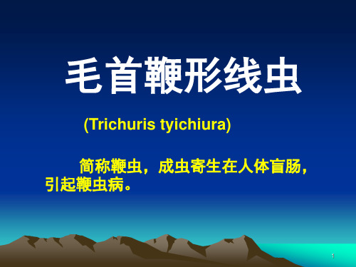 053 鞭虫