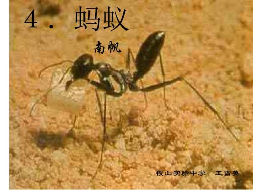 《蚂蚁》--北师大版(2019年新版)