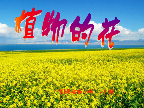 【粤教版】植物的花优秀PPT1