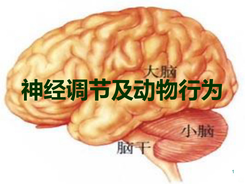 交感神经副交感神经PPT课件