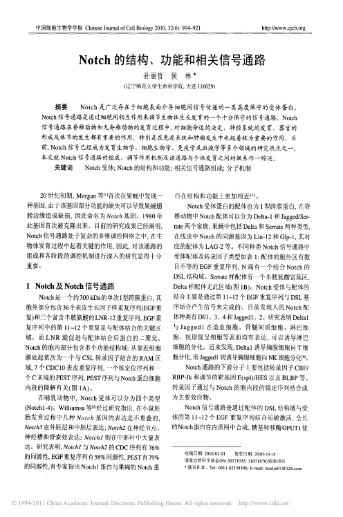 Notch的结构_功能和相关信号通路