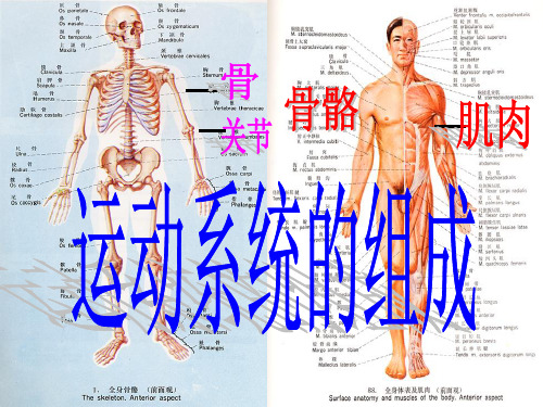 八年级生物上册 第5单元 第2章 第1节 动物的运动课件 (新版)新人教版